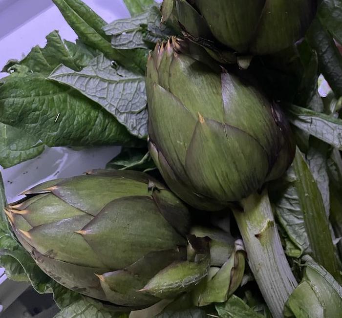 Artischocken frisch